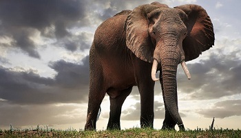 African elephant 