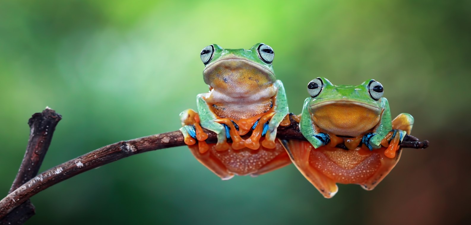 Noise pollution hampers animal communication Two frogs hanging onto a branch of a tree