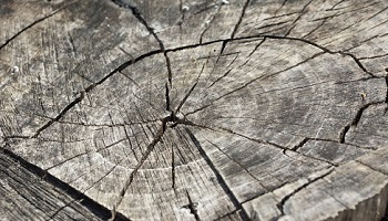 Tree rings carbon dating